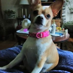 Meet your Posher, Bridget